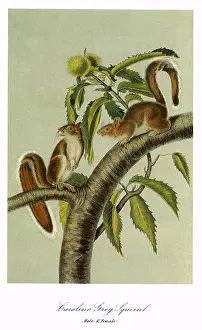 Curving: Carolina Grey Squirrels