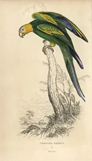 Carolinensis: Carolina parakeet, Conuropsis carolinensis