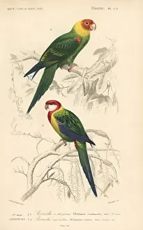 Travies: Carolina parakeet (extinct) and eastern rosella