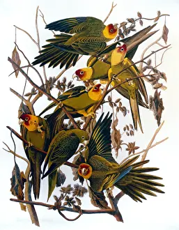 Parakeets: Carolina Parakeets