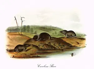 Sorex: Carolina Shrews