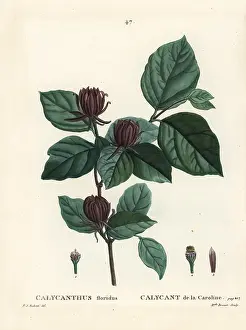 Poupee: Carolina spicebush or eastern sweetshrub