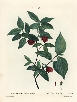 Poupee: Carolina spicebush or eastern sweetshrub