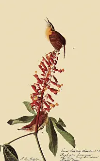 Wrens: Carolina Wrens