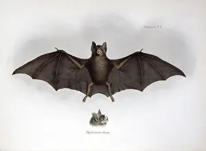 Silky: Carollia brevicauda, silky short-tailed bat
