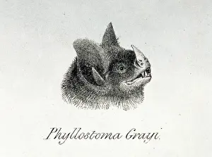 Silky: Carollia brevicauda, silky short-tailed bat