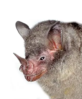 Silky: Carollia brevicauda, silky short-tailed bat