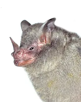 Silky: Carollia brevicauda, silky short-tailed bat