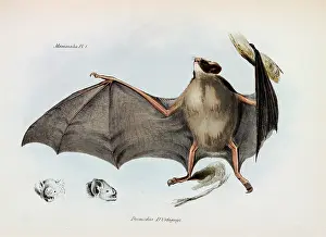 Epitheria: Carollia brevicauda, silky short-tailed bat