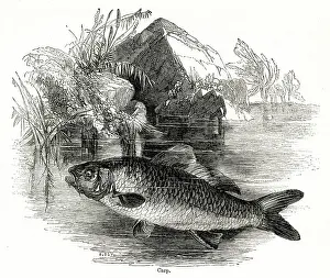 Carp: Carp
