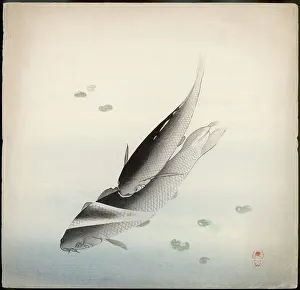 Gills: Two Carp