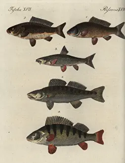 Perca: Carp and perch varieties