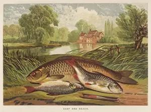 Carp: A CARP AND A ROACH