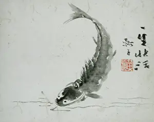 Shen: Carp
