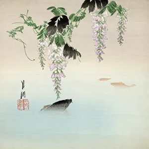 Subtle: Carp swimming in a still pool