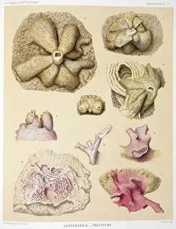 Protista: Carpenteria & Polytrema