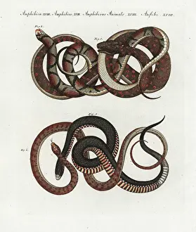 Bertuch: Carpet python, scarlet snake, and red-bellied black snake