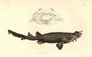 Polydore: Carpet shark or spotted wobbegong, Orectolobus maculatus