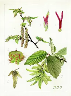 Catkins: Carpinus betulus - common hornbeam