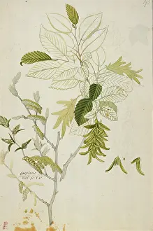 Dionysius: Carpinus betulus, hornbeam