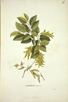 Carpinus: Carpinus betulus L. hornbeam