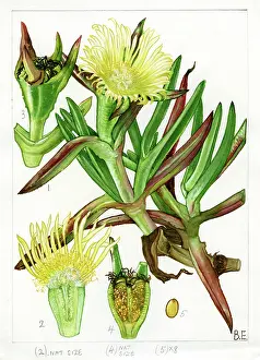 Scilly: Carpobrotus edulis - Hottentot-fig