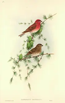 Fringillidae: Carpodacus erythrinus, common rosefinch