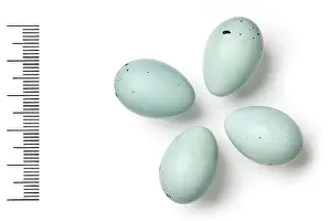 Eggshell: Carpodacus rubicilla, great rosefinch