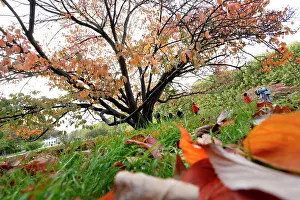 Xiiis: Carres de la Perspective (the plots of perspective)
