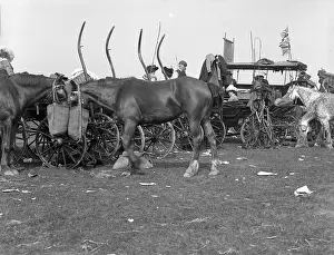 Nosebag: Carriages at the Oaks