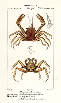 Crayfish: Carrier crab and dorripd crab