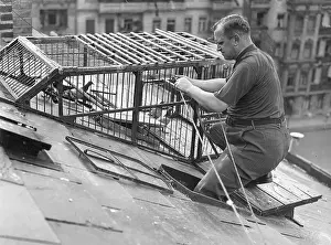 Coop: Carrier pigeons