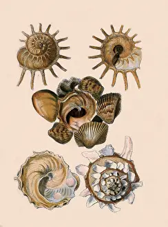 Seashell: Carrier Shell