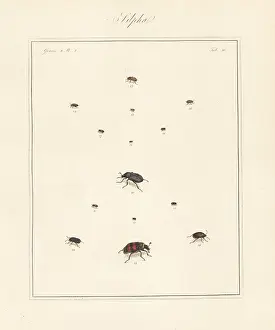 Fusca: Carrion beetle, sap-feeding beetle, burying beetle, etc