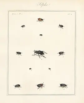 Obscura: Carrion beetles, black snail beetle, etc