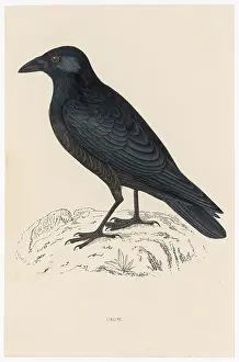 Corvus: Carrion Crow