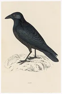 Carrion: Carrion Crow