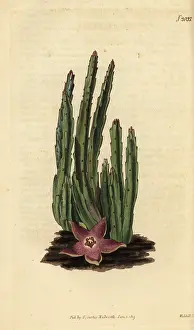Stapelia: Carrion flower, Stapelia stricta