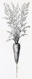 Oct24: Carrot