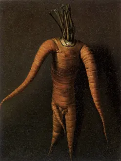 Veggie: The Carrot