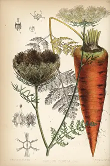 Daucus: Carrot, Daucus carota