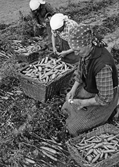 Harvesters: Carrot harvest in the countryside, 1935