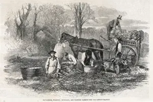 Carrots: CARROT PRODUCTION