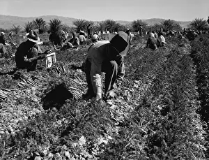 Pullers: Carrot pullers harvesting in Coachella Valley, ?