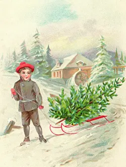 Toboggan: Carrying Christmas tree on a sledge through the snow