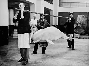 Odontoceti: Carrying model beluga on pole, c.1934