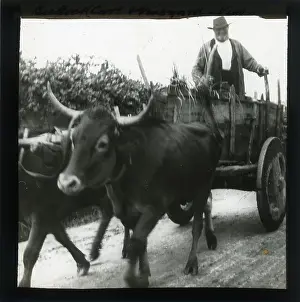 Alex Lambert Lantern Slide Collection: Cart drawn by bulls