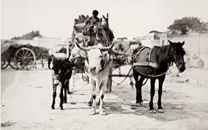 Sommer: Cart pulled by a horse, cow, bullock, donkey at same time