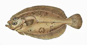 Whiff: Carter, Mary Sole or Queen's Sole