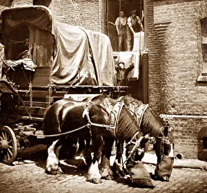 Carters: Carters horses, London
